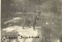 5. I. B. K. Brigadehund Schipsel